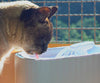 Starlyf Pet Fountain a 49,99€